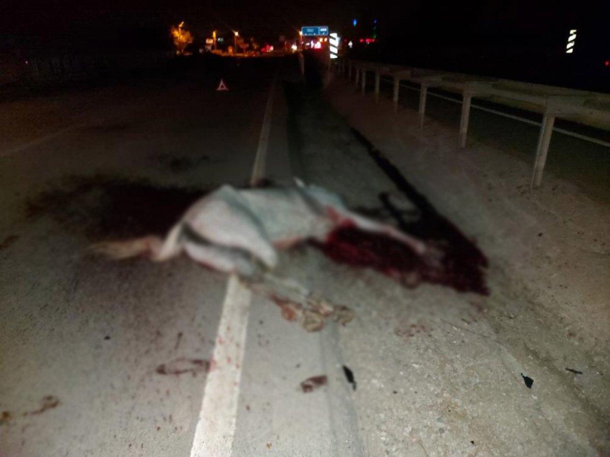 Sakarya'da otomobil ahırdan kaçan ata çarptı