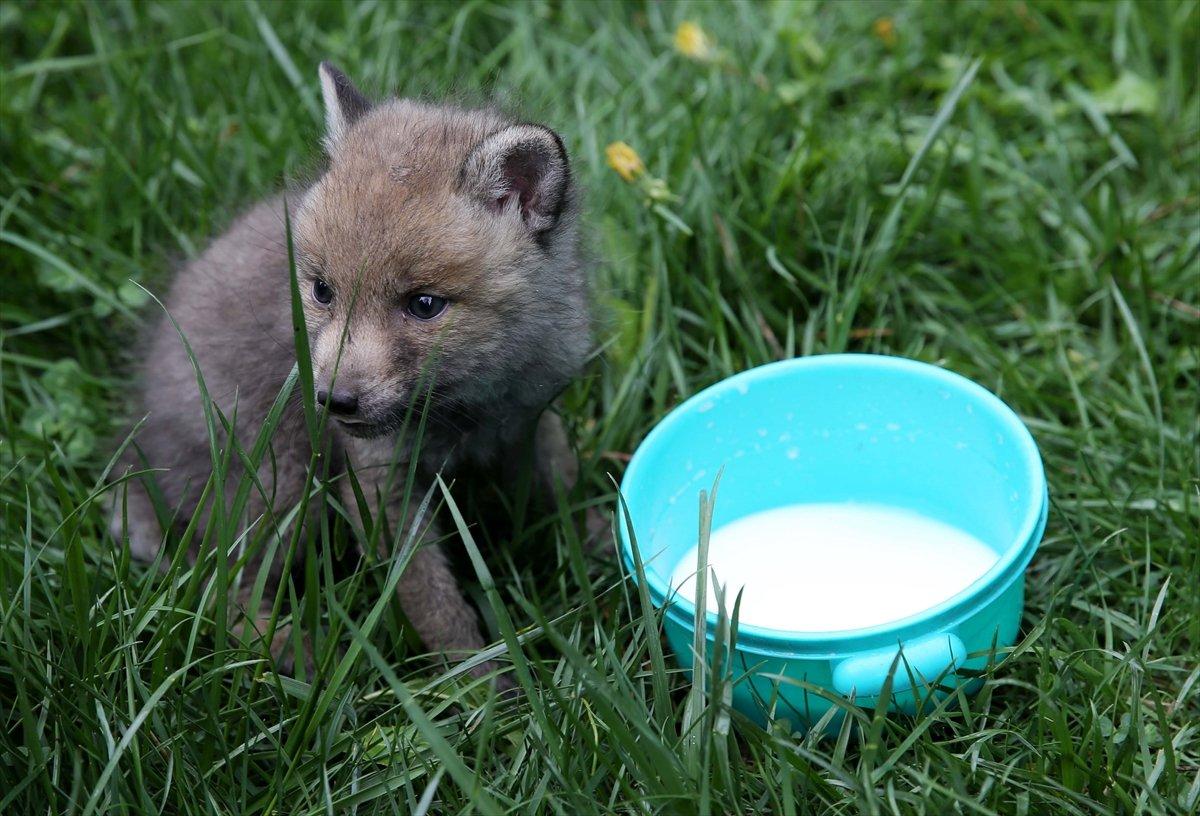 Sivas'ta köylülerin bulduğu 2 kurt yavrusu korumaya alındı