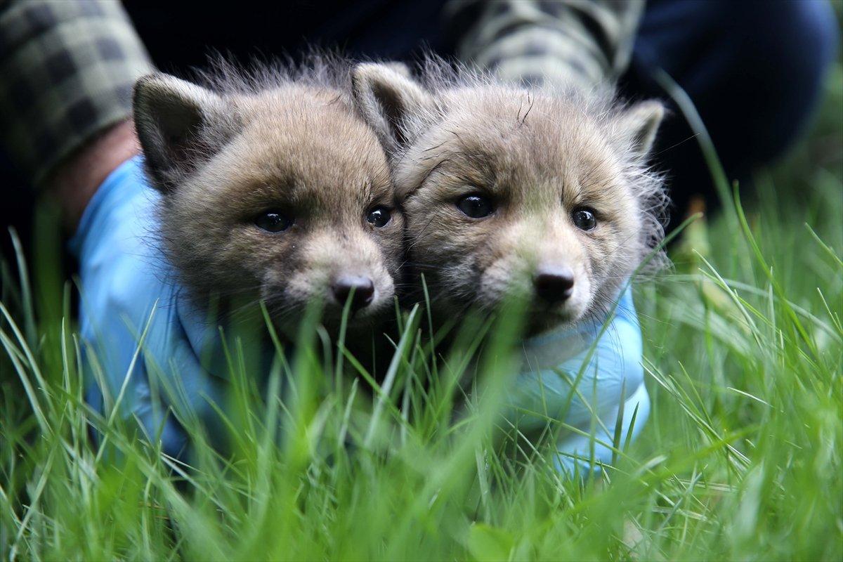 Sivas'ta köylülerin bulduğu 2 kurt yavrusu korumaya alındı