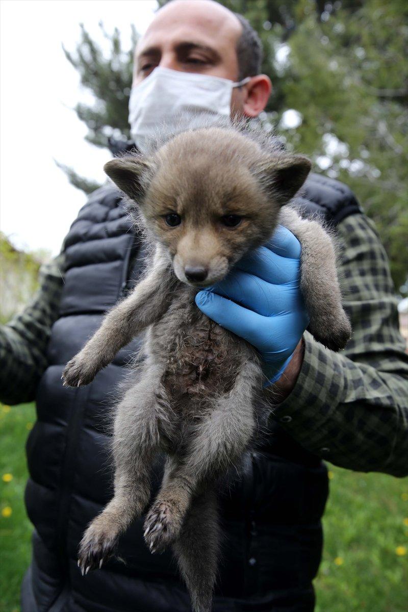 Sivas'ta köylülerin bulduğu 2 kurt yavrusu korumaya alındı