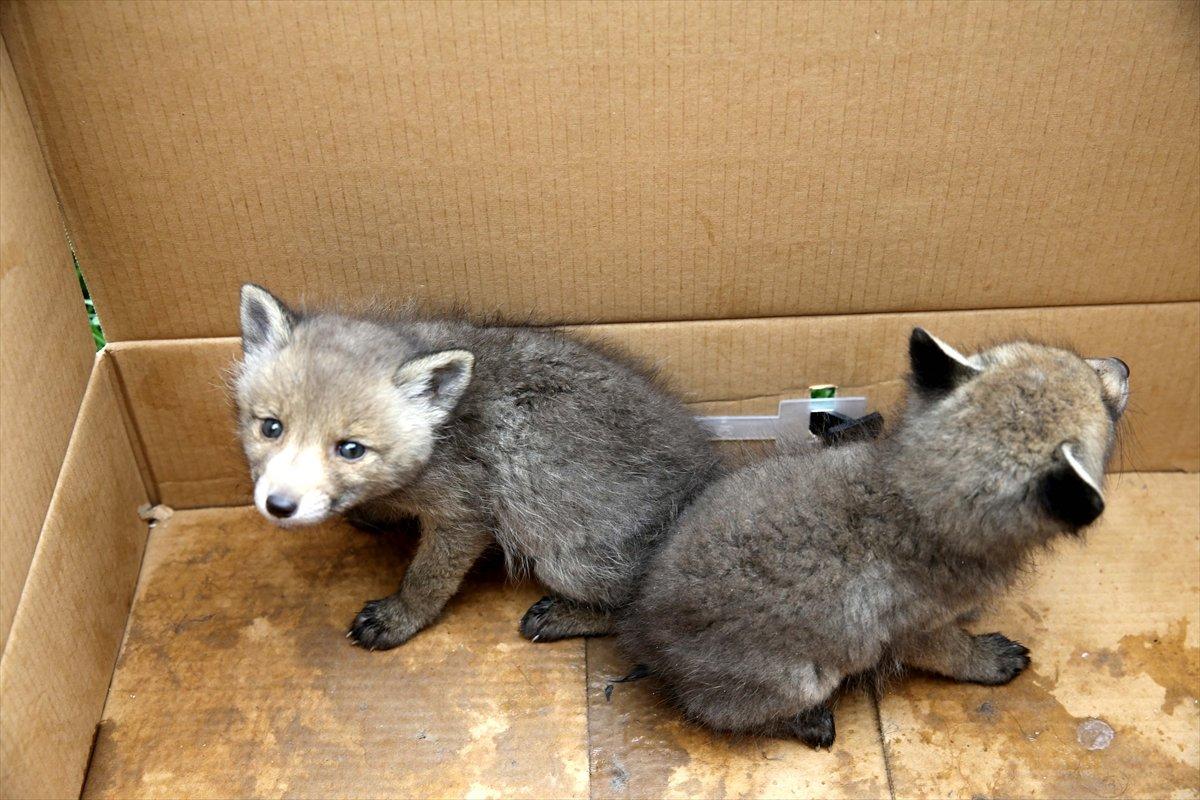 Sivas'ta köylülerin bulduğu 2 kurt yavrusu korumaya alındı