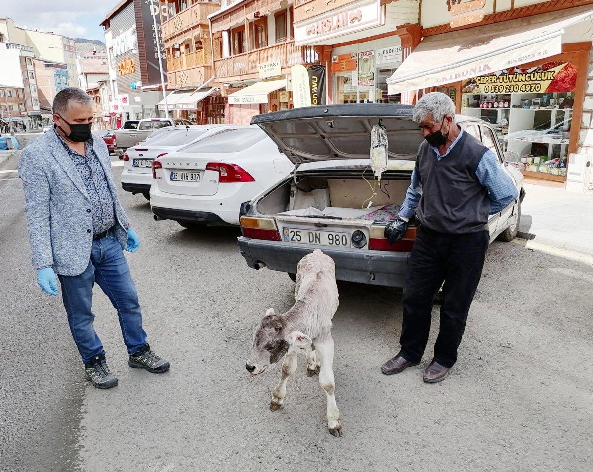 Erzurum'da hasta buzağıyı bagajda tedavi ettirdi