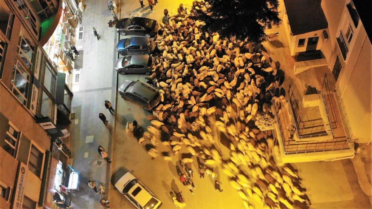 Tokat'ta yüzlerce koyun şehir merkezinden geçti
