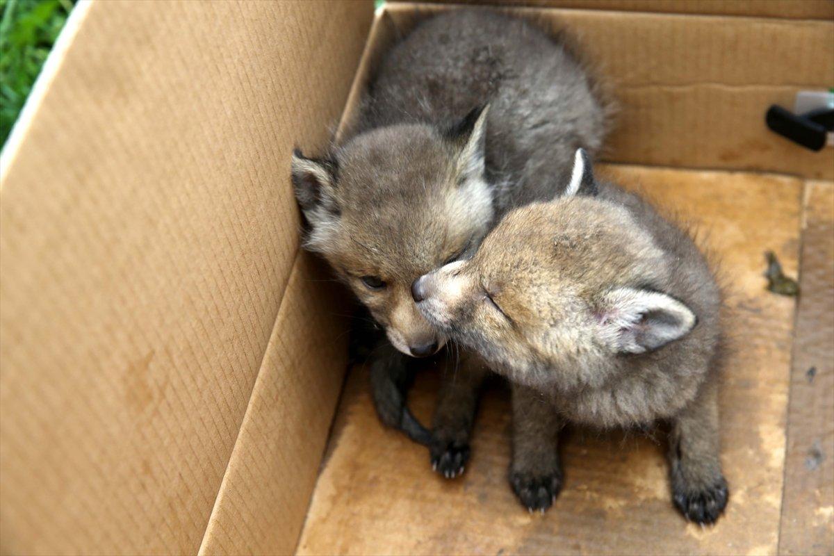 Sivas'ta köylülerin bulduğu 2 kurt yavrusu korumaya alındı