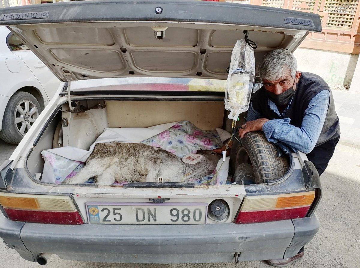 Erzurum'da hasta buzağıyı bagajda tedavi ettirdi
