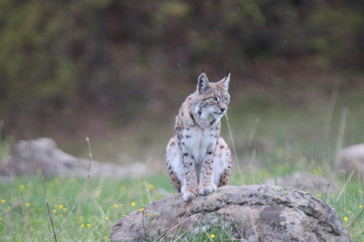 Tunceli'de görüntülenen vaşak, adeta poz verdi
