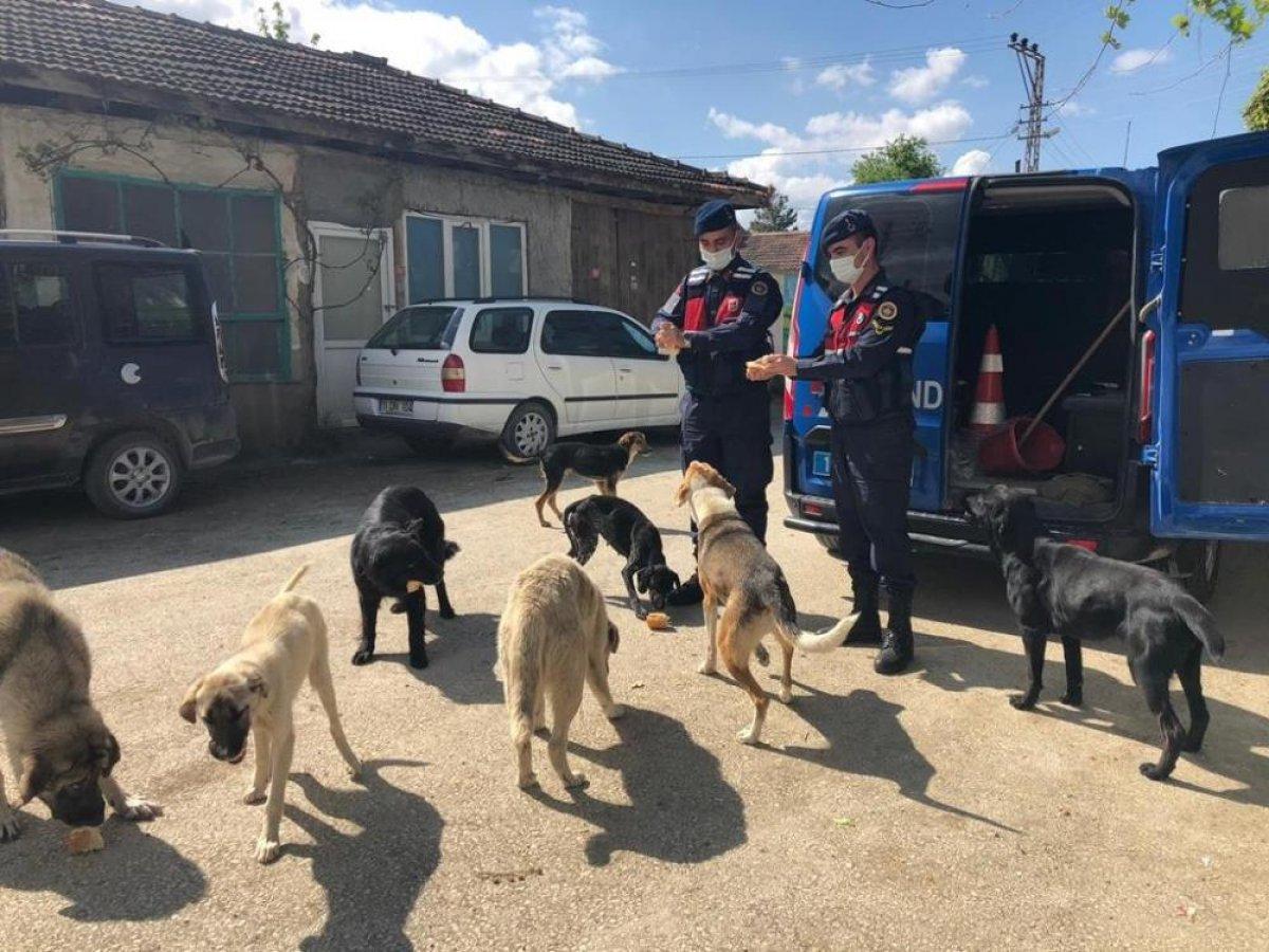 Bilecik'te sokak hayvanlarına jandarma bakıyor