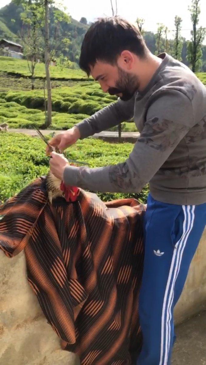 Rizeli kuaför, horozunu tıraş eti