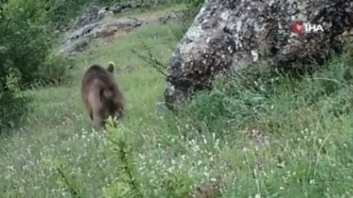Fotokapanlarda Türkiye'nin yaban hayatı