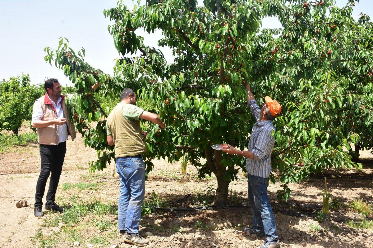 'Kirazın başkenti' Kemalpaşa'da, rekolteyi don vurdu