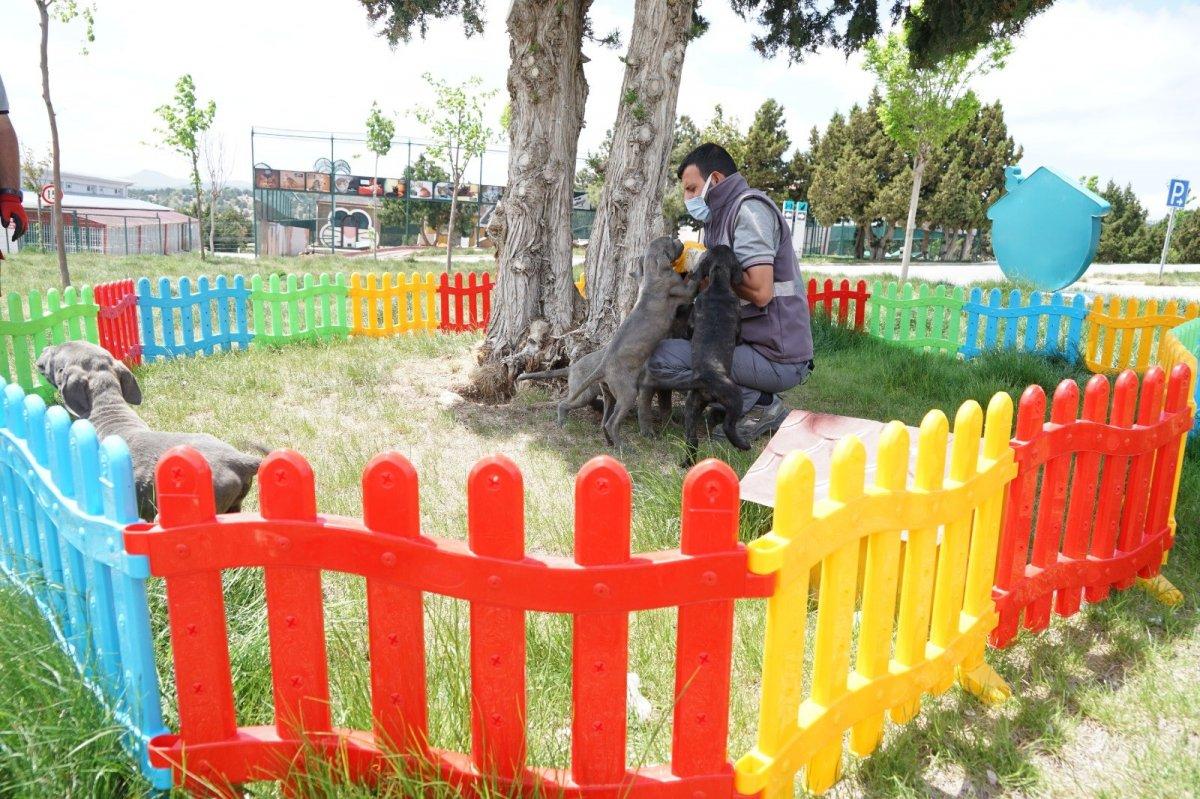 Konya'da köpeklere eziyet eden kadın kamerada