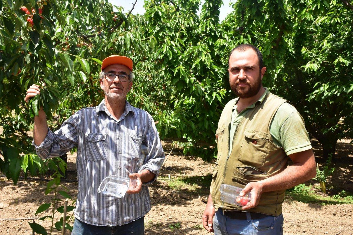'Kirazın başkenti' Kemalpaşa'da, rekolteyi don vurdu