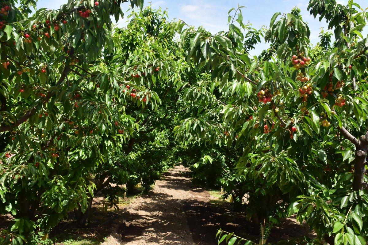 'Kirazın başkenti' Kemalpaşa'da, rekolteyi don vurdu