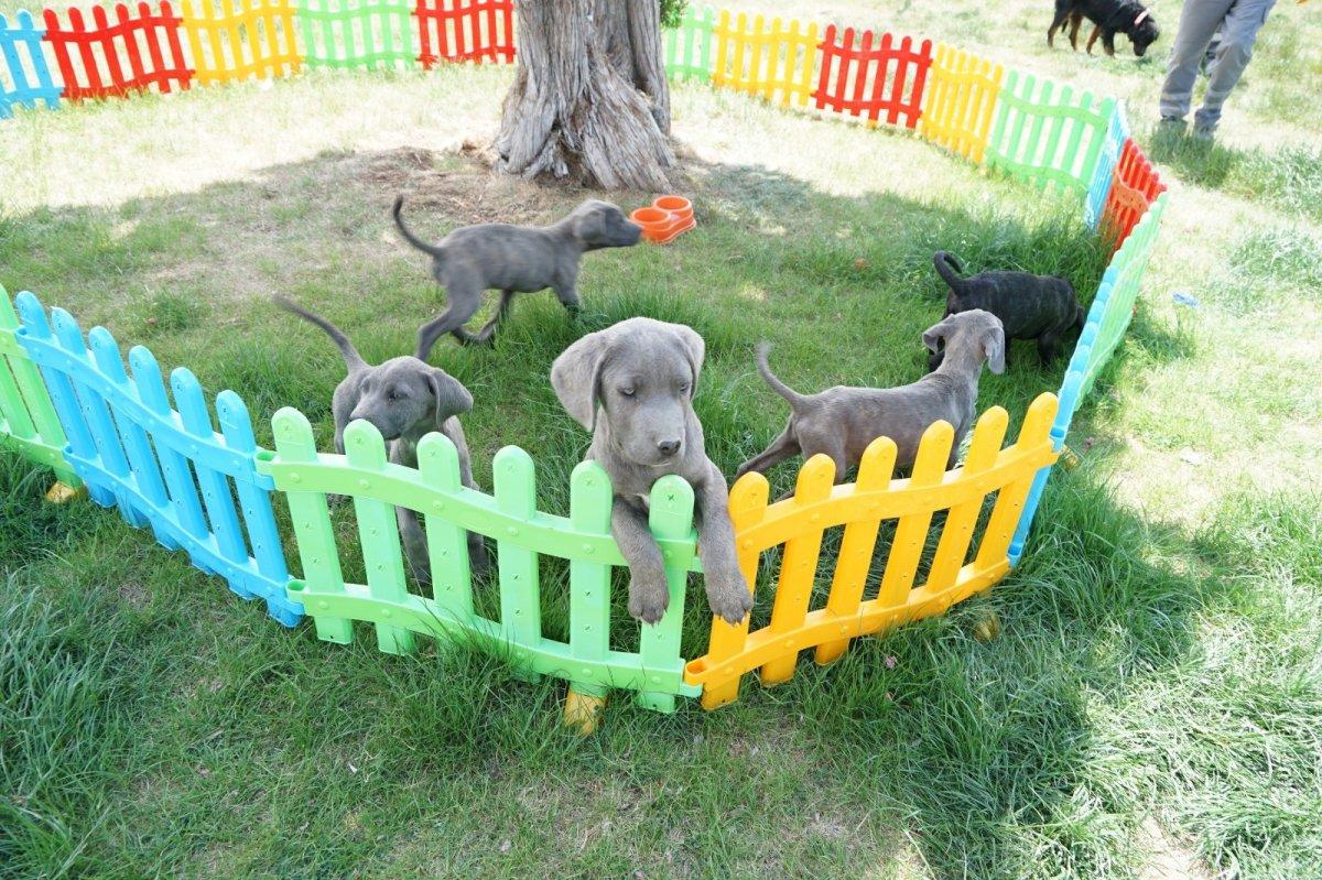 Konya'da köpeklere eziyet eden kadın kamerada