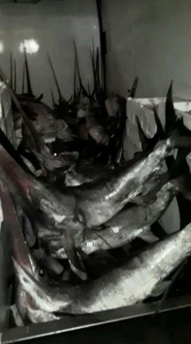 Çanakkale'de yasa dışı kılıç balığı avcılığı