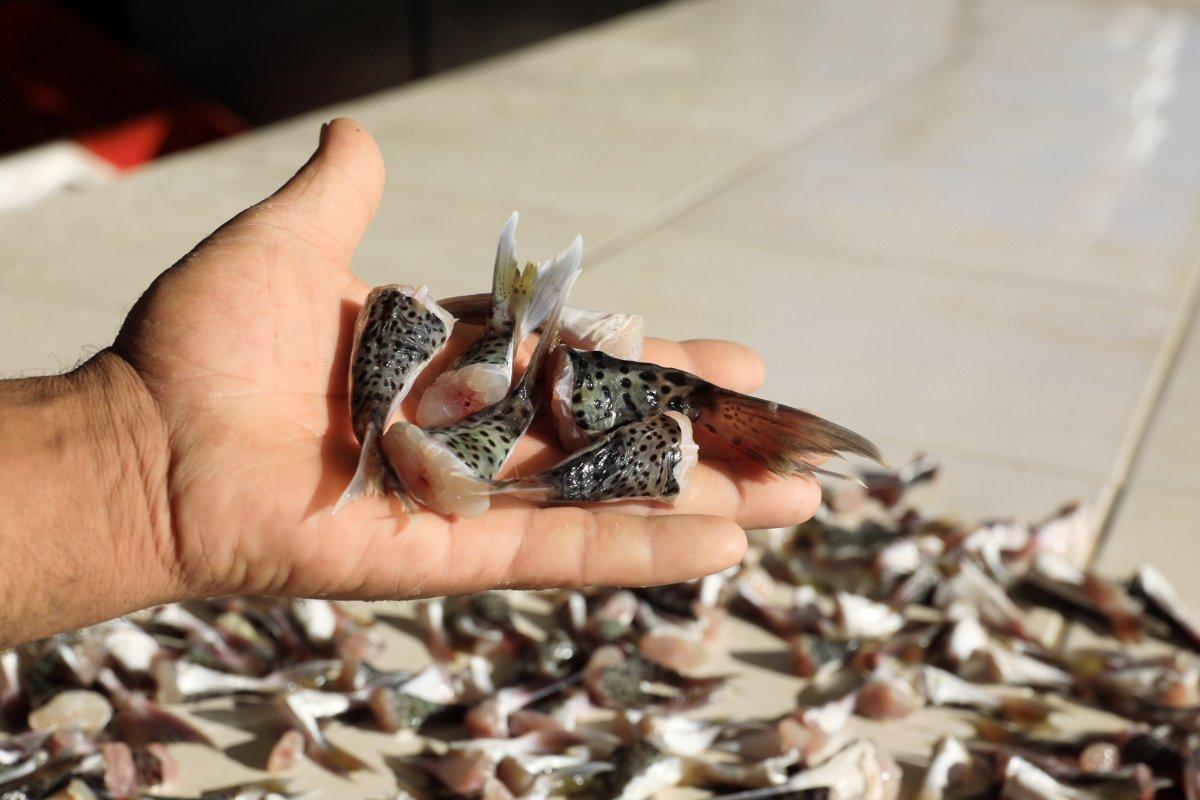 Balon balığı alımları başladı mı, ne zaman? Tanesine 5 lira ödenecek..