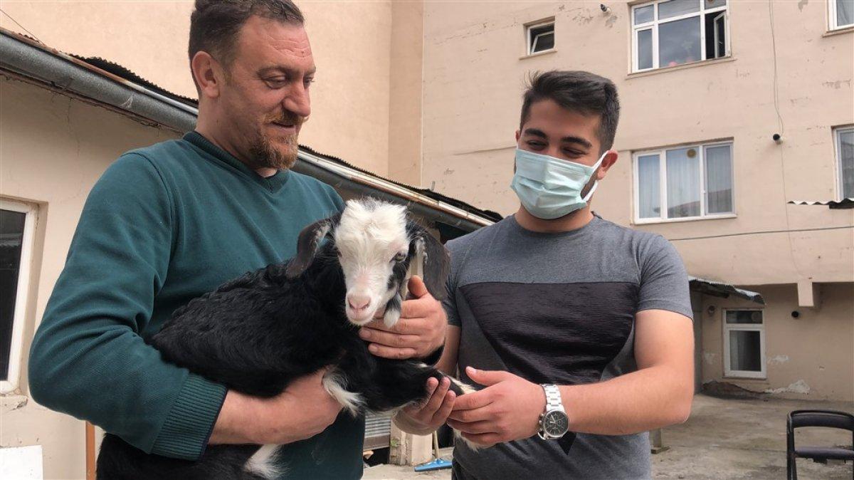 Kars'ta keçi ve yavrusunu bahçede besliyorlar