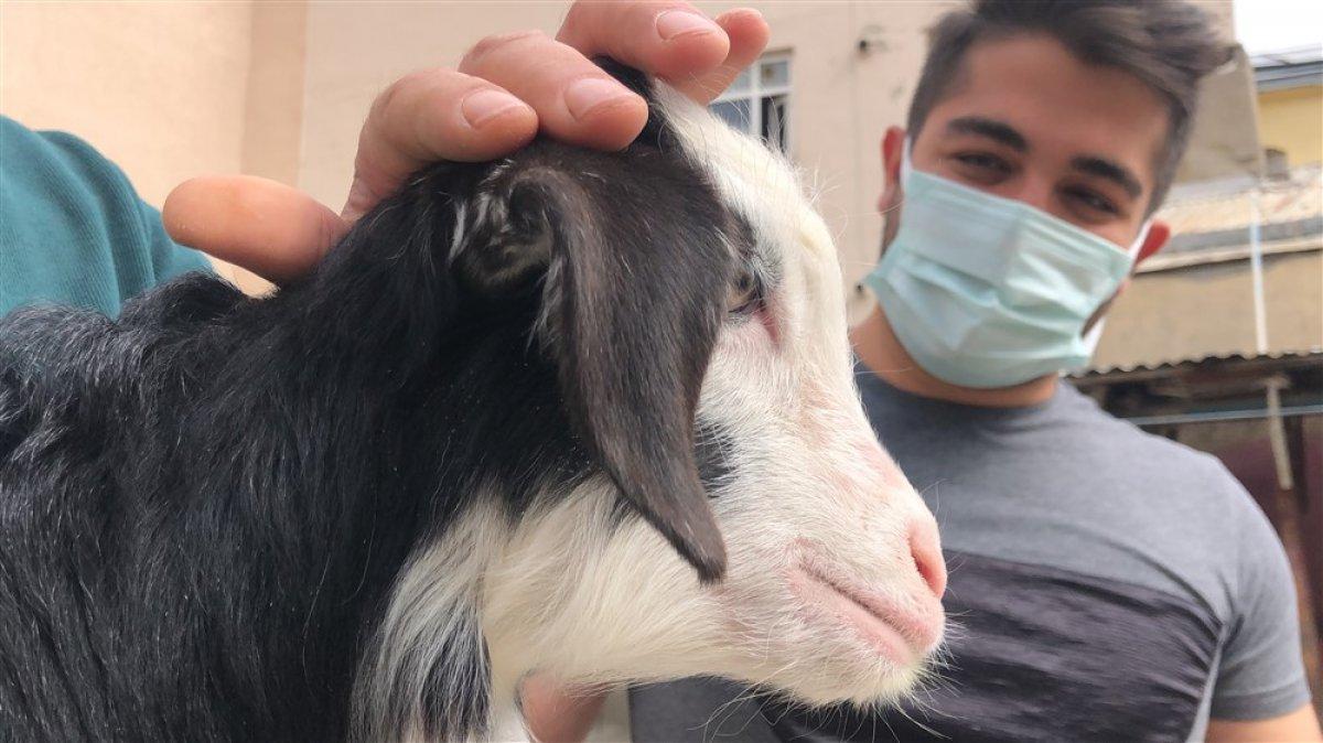 Kars'ta keçi ve yavrusunu bahçede besliyorlar