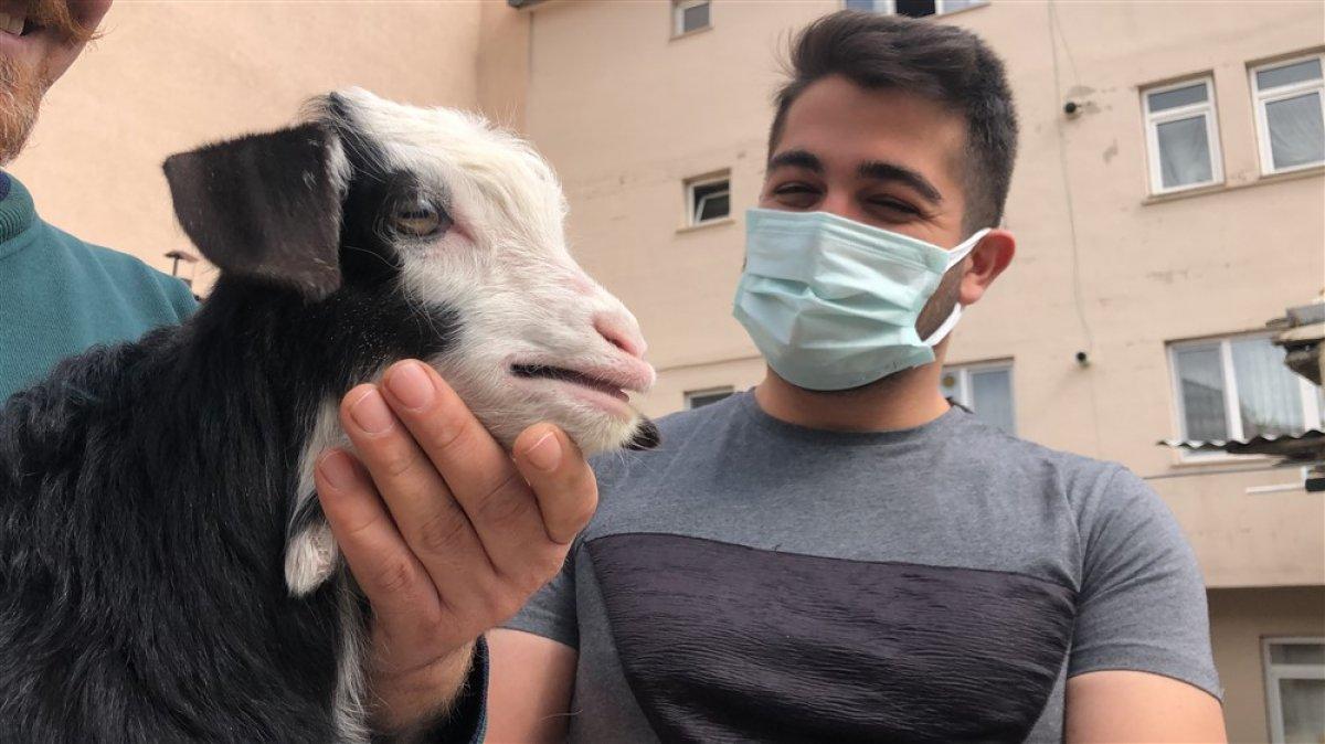 Kars'ta keçi ve yavrusunu bahçede besliyorlar