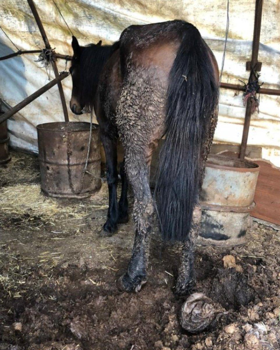 Haydar Ali Yıldız: Hayvan haklarını savunanların atlara neler yaptığını gördük