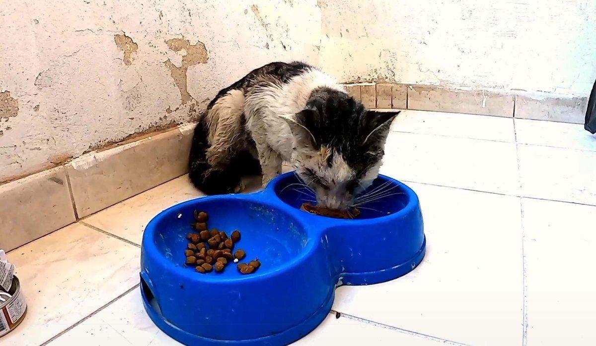 Adana’da yol kenarında gözleri oyulmuş kedi bulundu