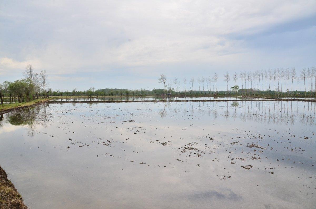 Pirinç için çeltik ekimi başladı