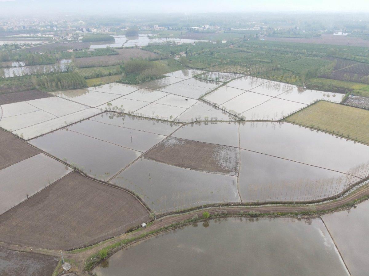 Pirinç için çeltik ekimi başladı
