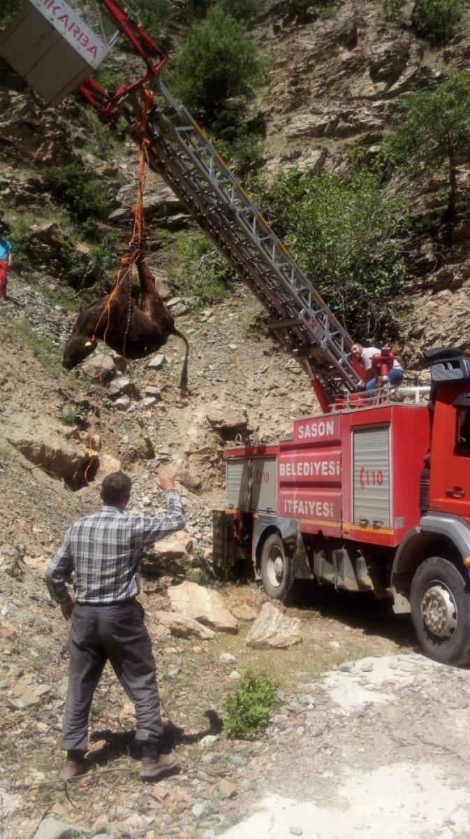 Batman'da uçuruma yuvarlanan inek kurtarıldı
