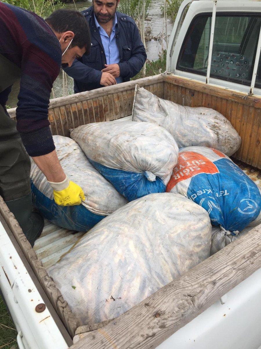 Van kaçak inci kefali avı