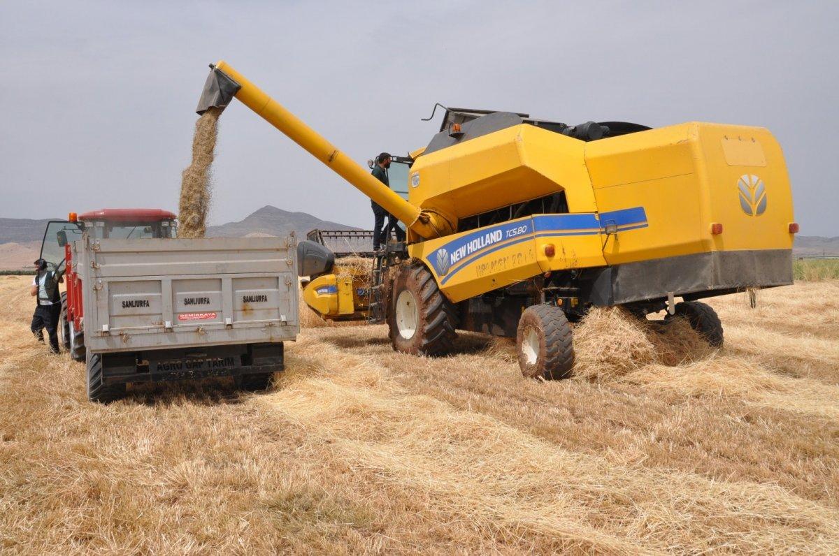Mardin ovasındaki kuraklık muhsulu etkiledi