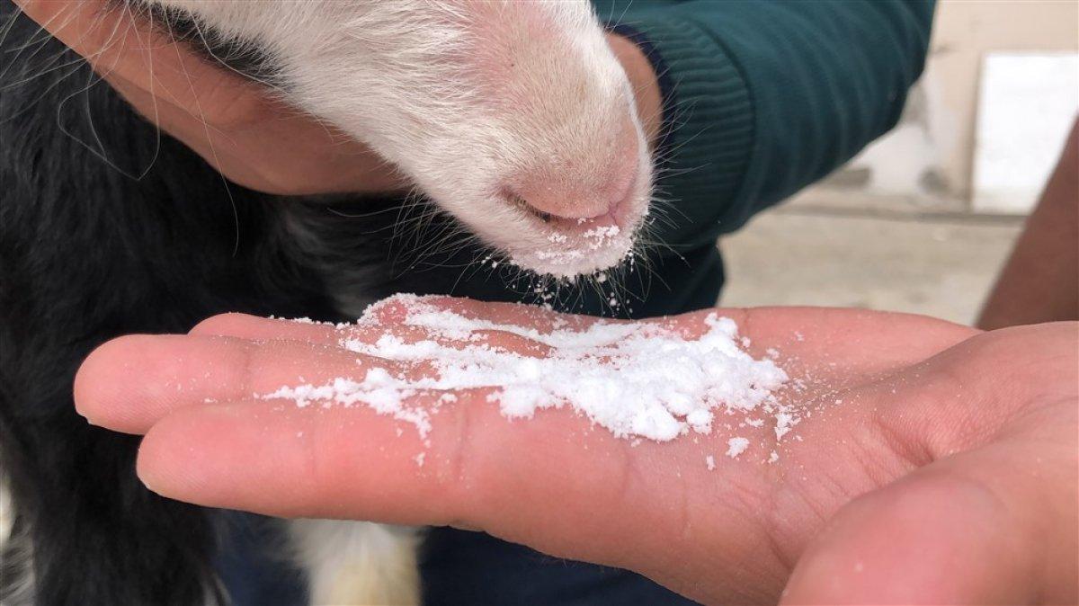 Kars'ta keçi ve yavrusunu bahçede besliyorlar