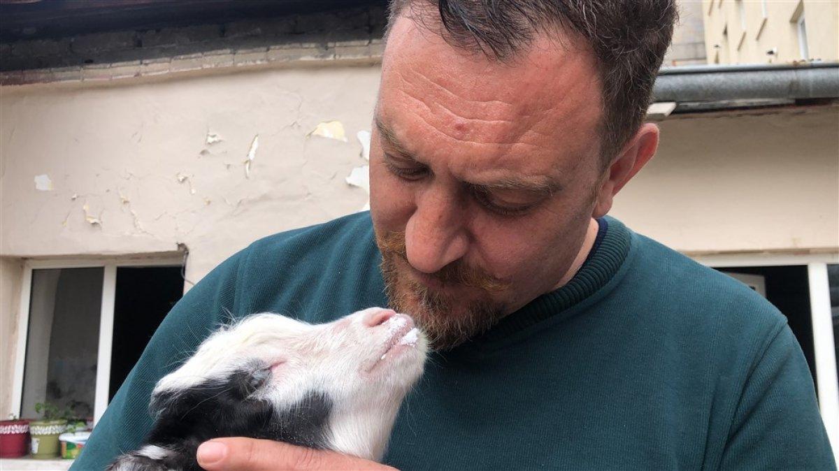 Kars'ta keçi ve yavrusunu bahçede besliyorlar