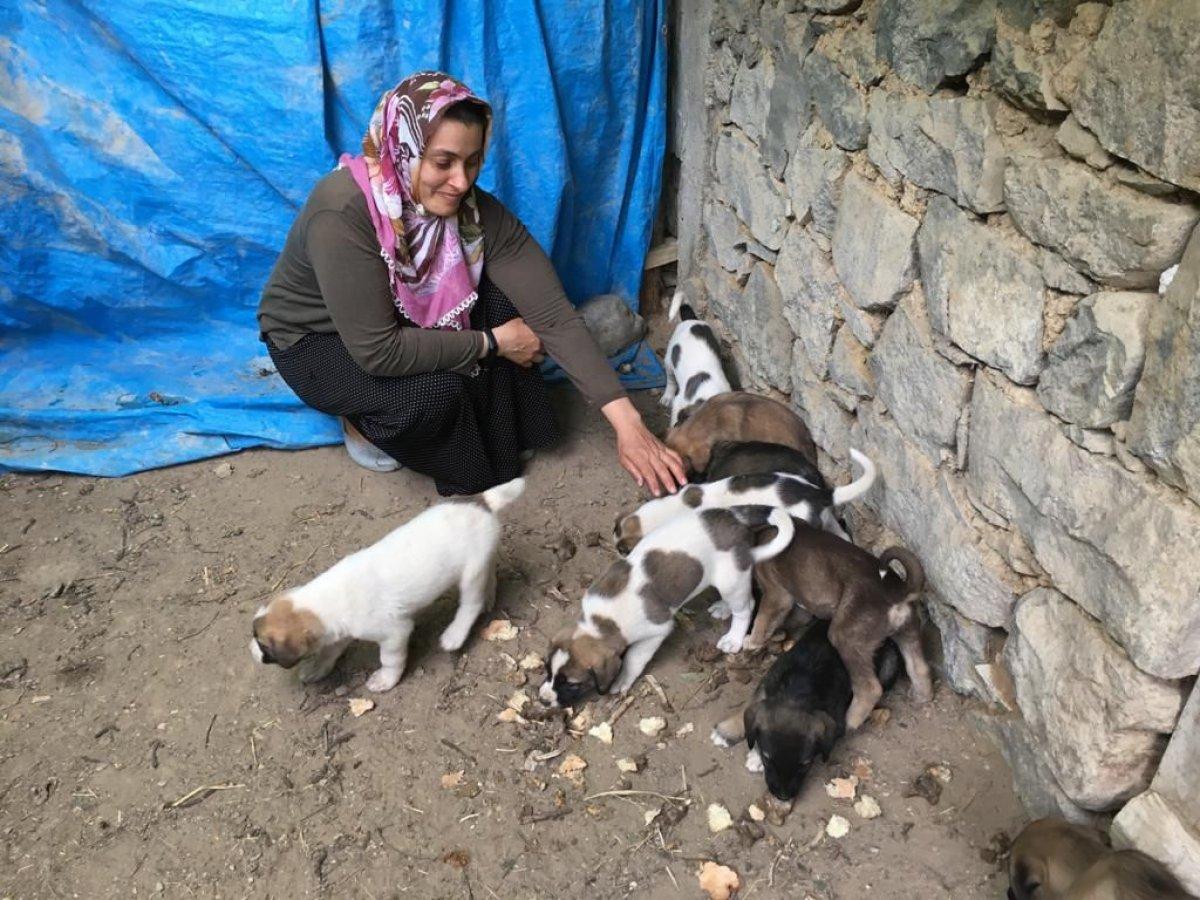Artvin'de doğum yapan köpek ve yavrularına sahip çıktı