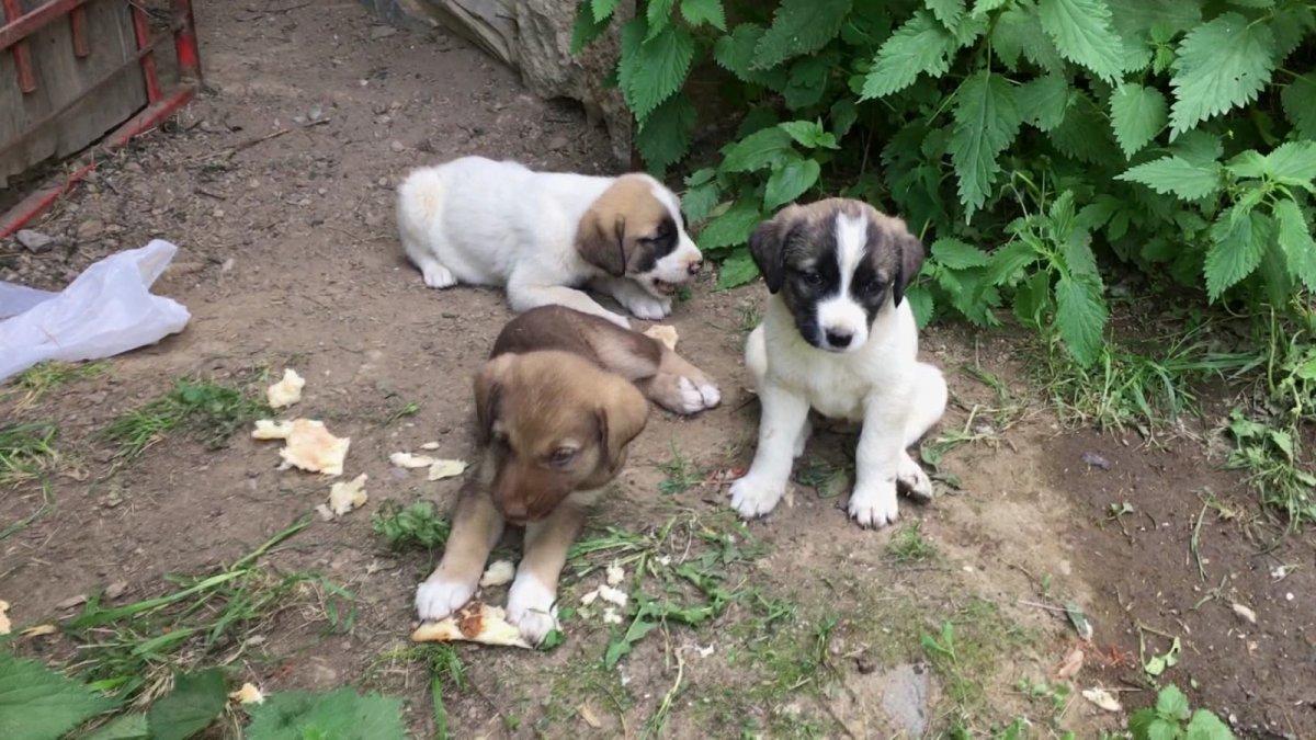 Artvin'de doğum yapan köpek ve yavrularına sahip çıktı
