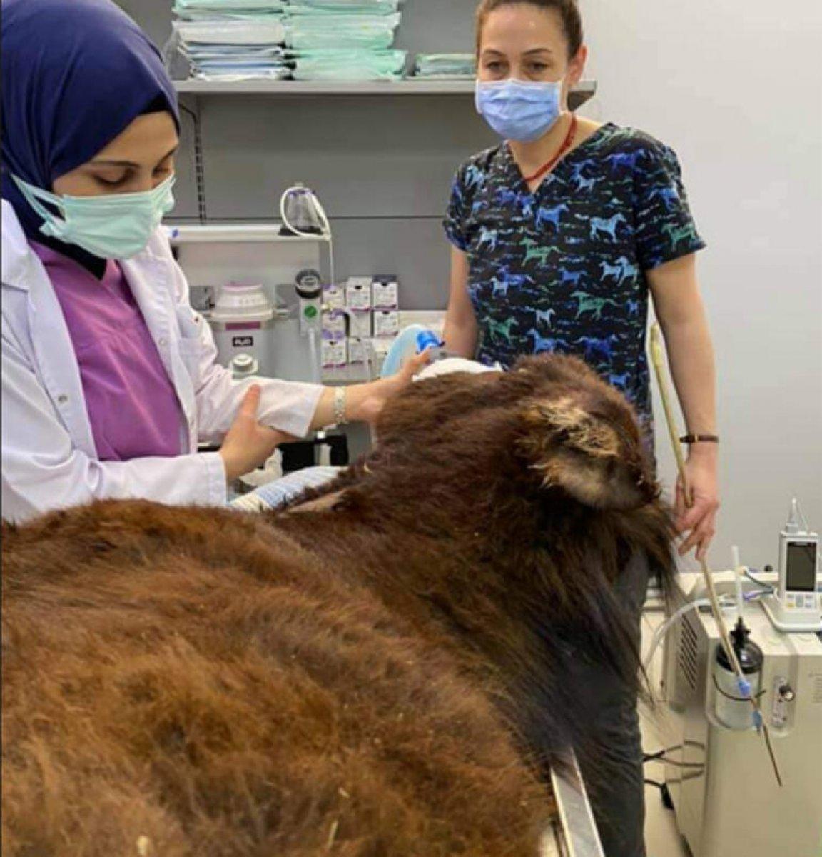 Melis Sezen, yaralı sıpayı kurtardı