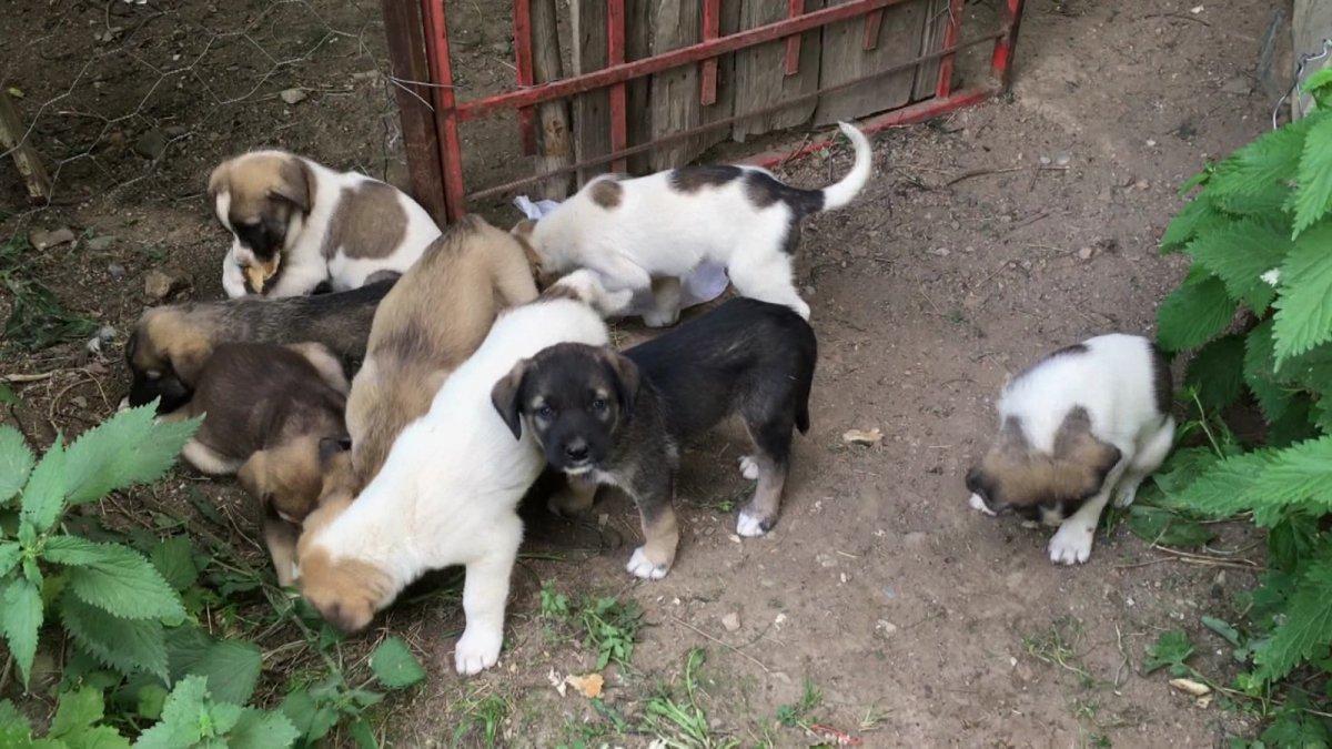 Artvin'de doğum yapan köpek ve yavrularına sahip çıktı
