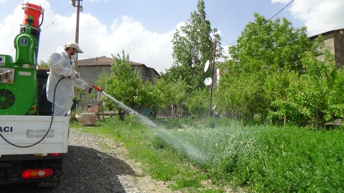 Hakkari’de çekirge istilası