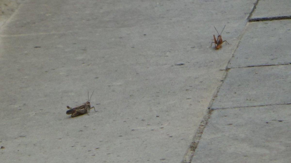 Hakkari’de çekirge istilası