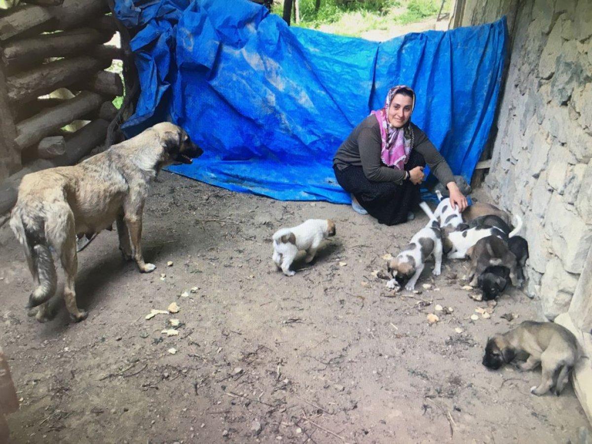 Artvin'de doğum yapan köpek ve yavrularına sahip çıktı