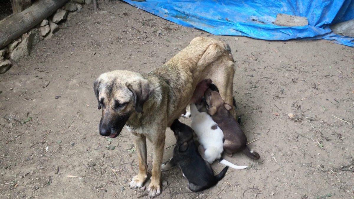 Artvin'de doğum yapan köpek ve yavrularına sahip çıktı