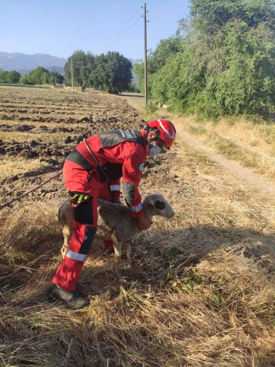 Muğla'da kuyuya düşen koyun itfaiye ekiplerince kurtarıldı