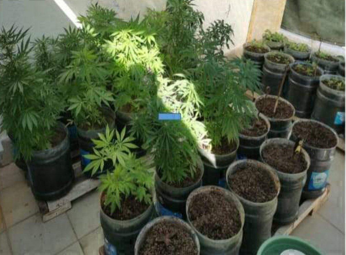 Didim'de, kenevir üretimi yapılan eve polis baskını