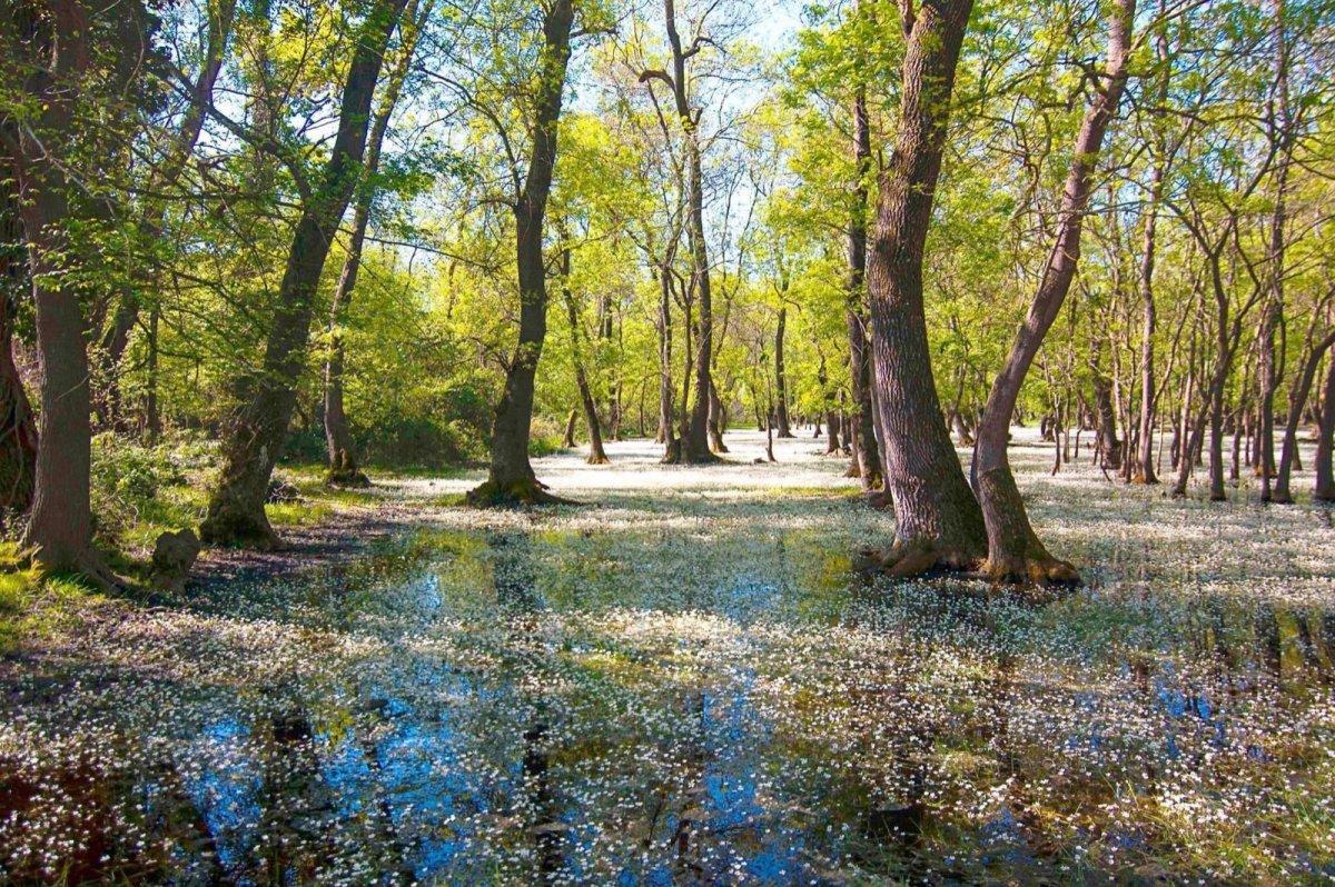 Galeriç ormanında düğün organizasyonu yapılmasına doğaseverlerden tepki