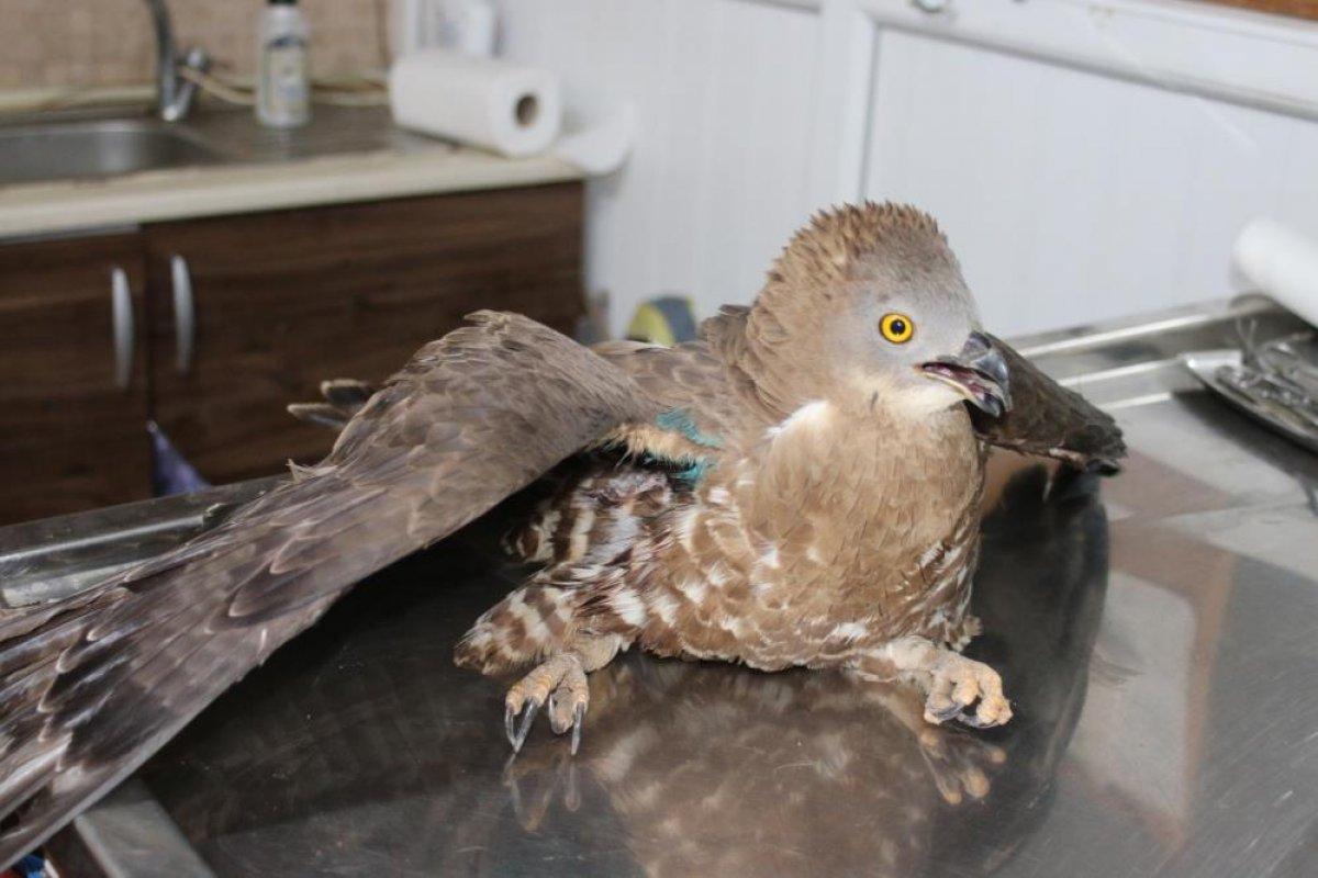 Hatay'da yaralı halde bulunan şahin tedavi altına alındı