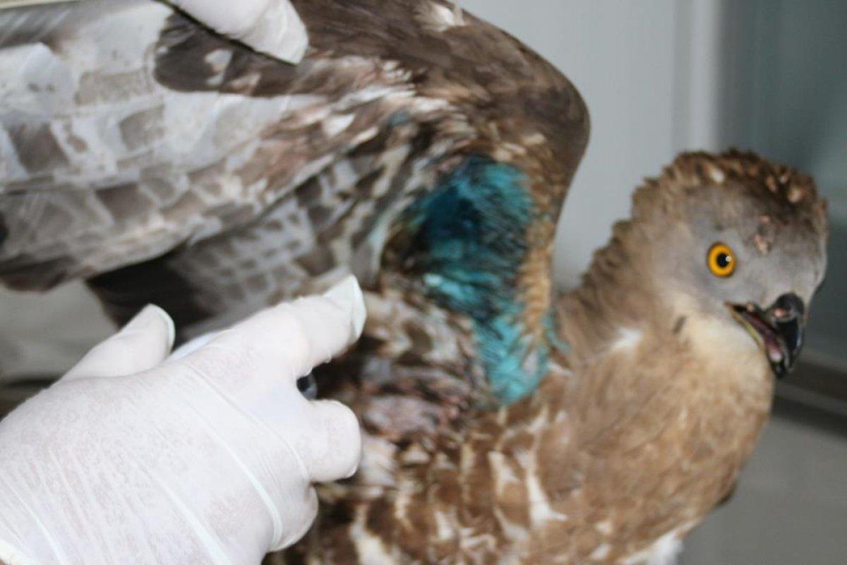 Hatay'da yaralı halde bulunan şahin tedavi altına alındı