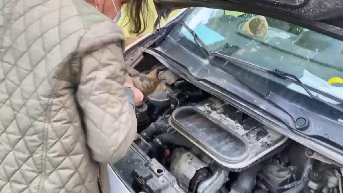 Bursa'daki kamyonete yavru kedi sıkışınca herkes seferber oldu