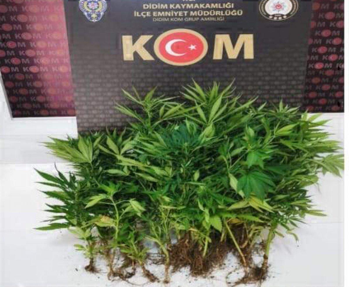 Didim'de, kenevir üretimi yapılan eve polis baskını