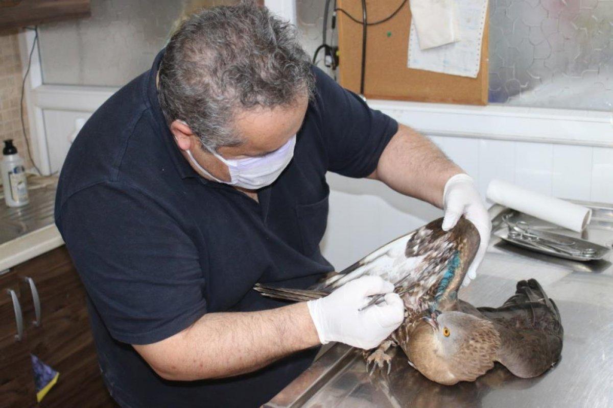 Hatay'da yaralı halde bulunan şahin tedavi altına alındı