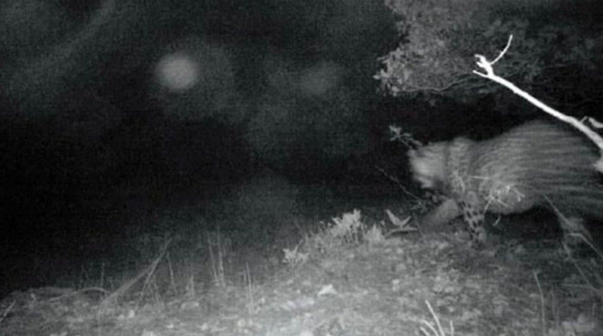 Anadolu Parsı, nesli tükendi zannedilirken Cudi'de görüldü