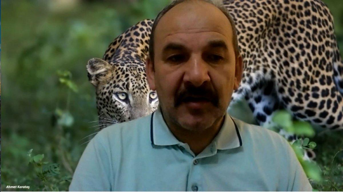 Anadolu Parsı, nesli tükendi zannedilirken Cudi'de görüldü